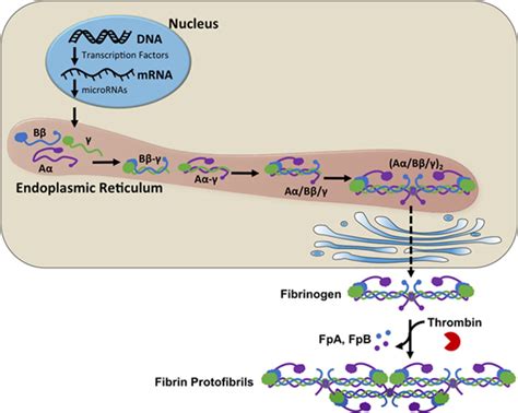 Fibrinogen: การสร้างเนื้อเยื่อและการย่อยสลายทางชีวภาพในวงจรแห่งชีวิต!